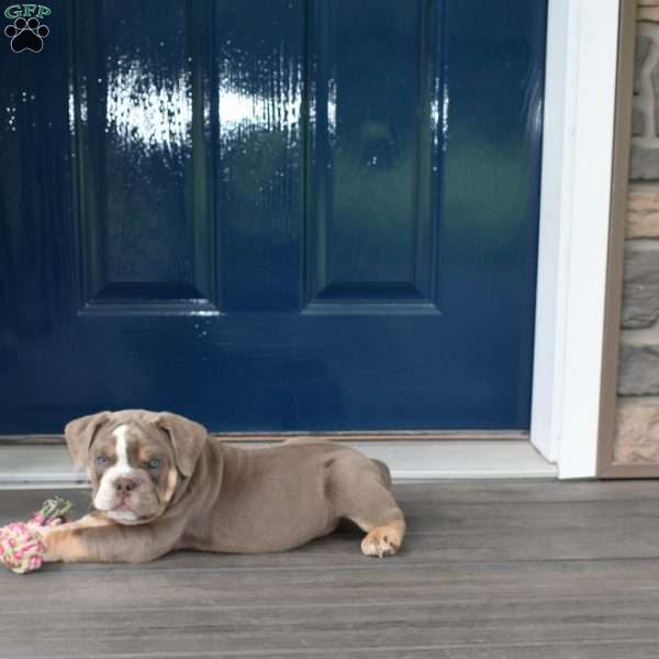 Cash, Olde English Bulldogge Puppy